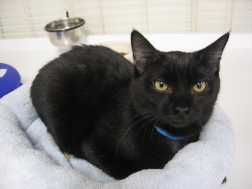 Knight, an adopted Domestic Short Hair in Margate, FL_image-2