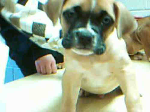 BOXER PUP 1