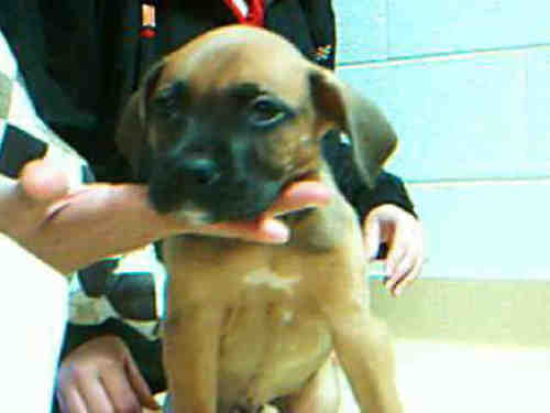 BOXER PUP 2