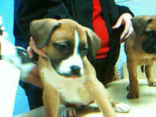 BOXER PUP 3