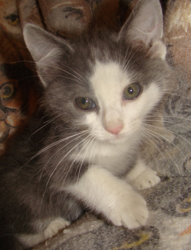 Paul 1