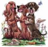 Foster A Dachshund photo 1