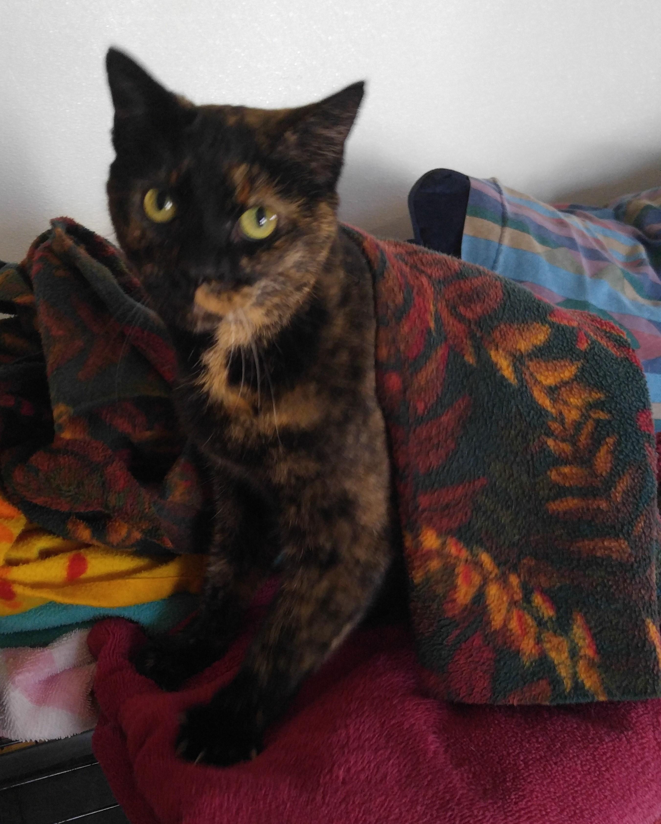 Jestie, an adoptable Tortoiseshell in Vine Grove, KY, 40175 | Photo Image 3