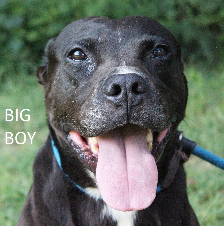 Big Boy, an adoptable Boxer in Tahlequah, OK, 74465 | Photo Image 3