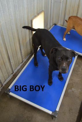 Big Boy, an adoptable Boxer in Tahlequah, OK, 74465 | Photo Image 5