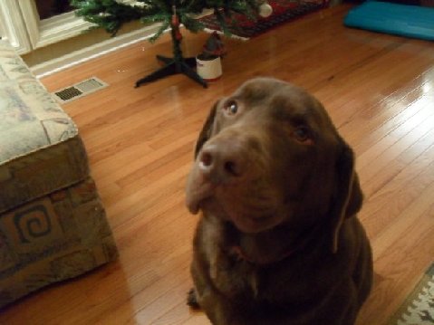 Bear