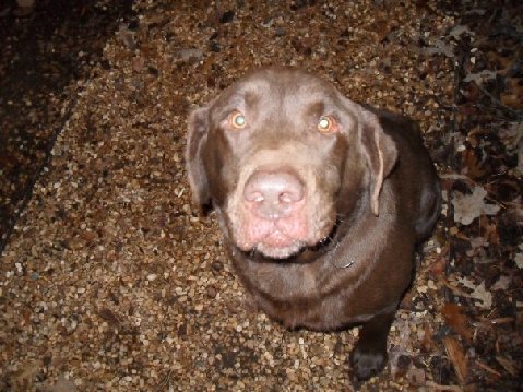 Bear 2