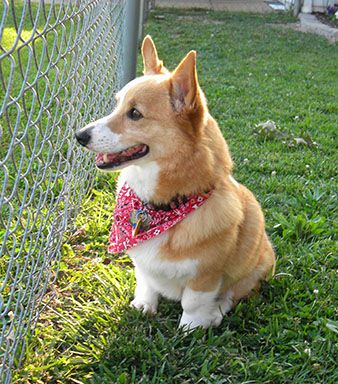 Finley, an adopted Cardigan Welsh Corgi Mix in Chesterfield, MO_image-2