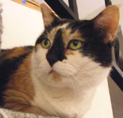 Kayli, an adopted Calico & Domestic Medium Hair Mix in Des Moines, WA_image-2