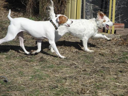 Sassy- MICHIGAN, an adopted English Pointer & Vizsla Mix in Wood Dale, IL_image-2