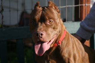 Jasmine, an adoptable American Staffordshire Terrier, Chesapeake Bay Retriever in San Francisco, CA, 94110 | Photo Image 2