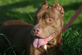 Jasmine, an adoptable American Staffordshire Terrier, Chesapeake Bay Retriever in San Francisco, CA, 94110 | Photo Image 1