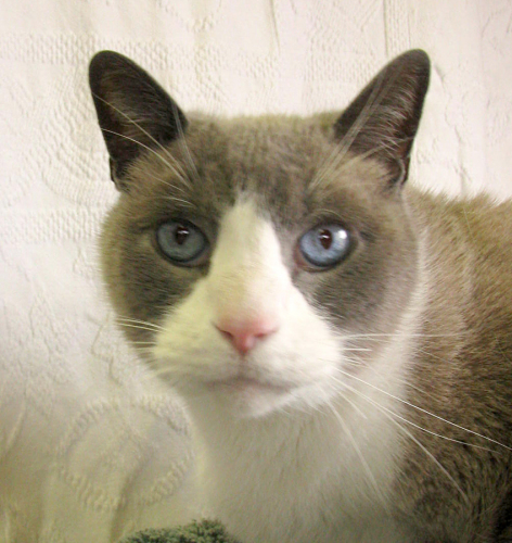 Rocky, an adopted Domestic Short Hair & Siamese Mix in Divide, CO_image-1