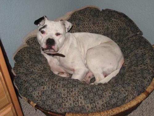 Arthur, an adoptable English Bulldog, American Bulldog in San Francisco, CA, 94110 | Photo Image 2