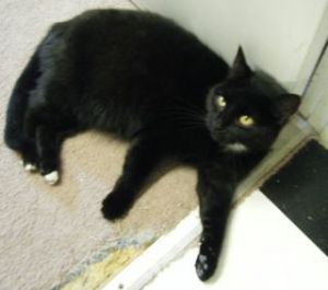 Kiwi, Adult Female unknown