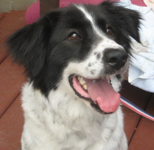 Kaylee, an adopted Border Collie in The Woodlands, TX_image-2