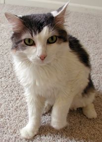 Dakota, an adopted Norwegian Forest Cat Mix in Herndon, VA_image-2