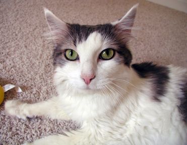 Dakota, an adopted Norwegian Forest Cat Mix in Herndon, VA_image-3