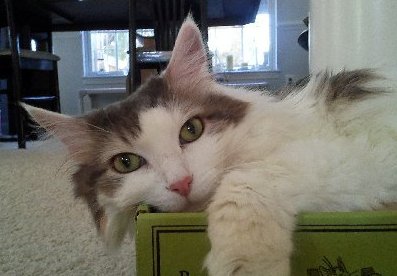 Dakota, an adopted Norwegian Forest Cat Mix in Herndon, VA_image-1