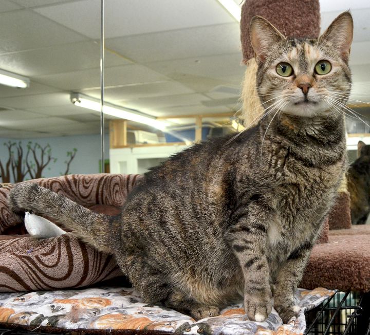 Hope, an adopted Domestic Short Hair in Myrtle Beach, SC_image-1