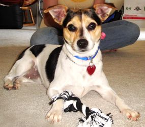 Gemma, an adopted Jack Russell Terrier in Nashville, TN_image-2