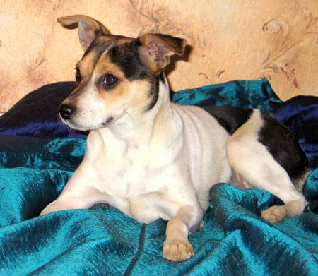 Gemma, an adopted Jack Russell Terrier in Nashville, TN_image-3