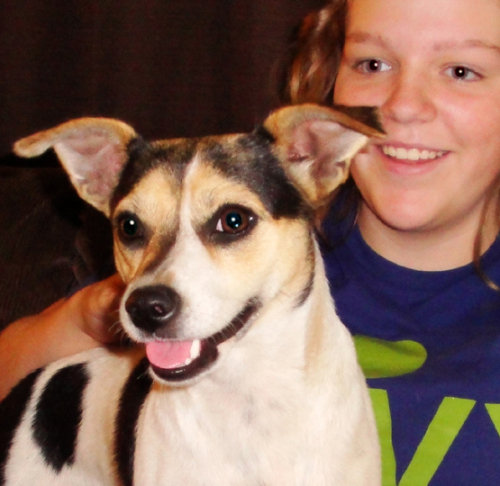 Gemma, an adopted Jack Russell Terrier in Nashville, TN_image-1