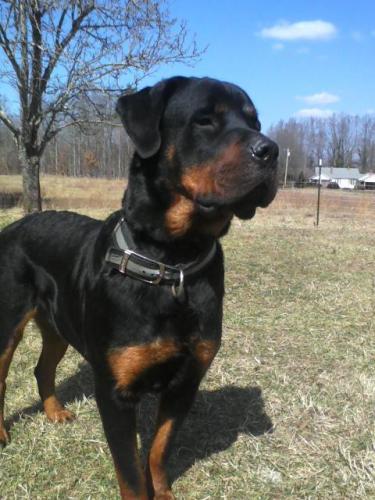 Big Bear, an adoptable Rottweiler in Elberton, GA, 30635 | Photo Image 1