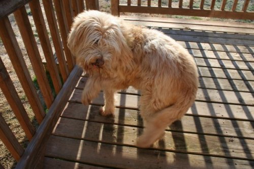 Finnegan 2