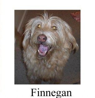 Finnegan 3