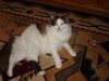 petfinder ragdoll