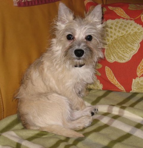 Sandy - ADOPTED 2