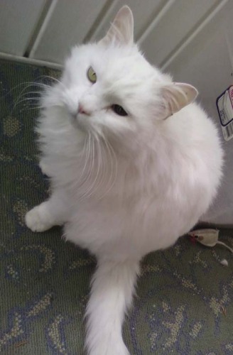 PC, an adopted Norwegian Forest Cat in Columbus, OH_image-2