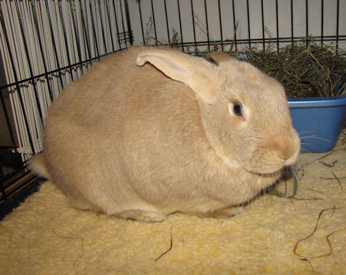 Sonny 1