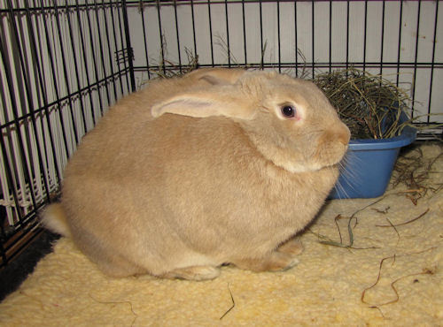 Sonny 2