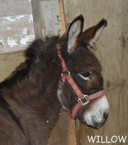 Willow-needs spons, an adoptable Donkey Mix in Sharon Springs, NY_image-1