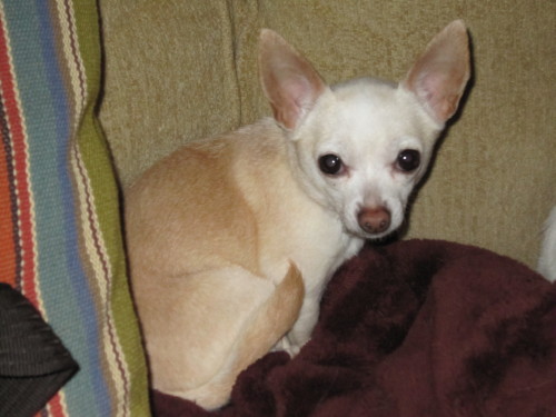 Lupe, an adopted Chihuahua Mix in Fairfax Station, VA_image-1