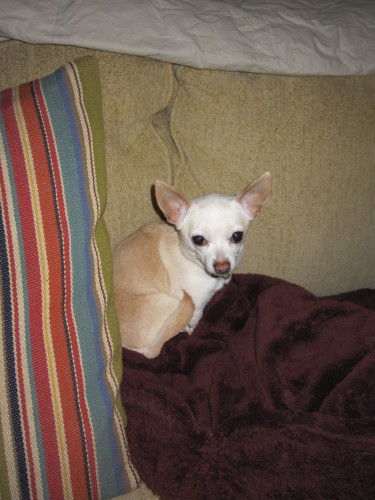 Lupe, an adopted Chihuahua Mix in Fairfax Station, VA_image-2