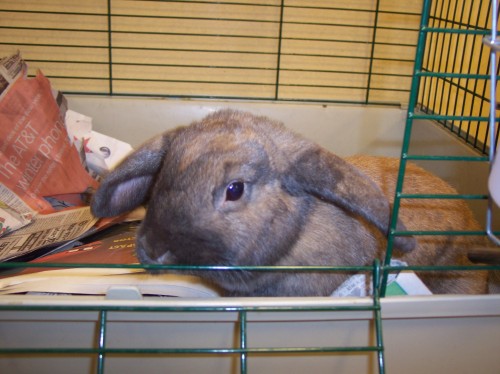 Rabbit For Adoption Humane Society Spca Bunnies A Lop Eared In Atlantic Highlands Nj Petfinder