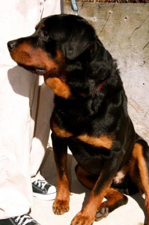 Bear