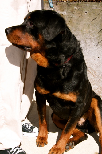 Bear 1