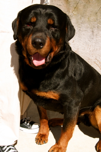 Bear 3