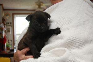 Sadie