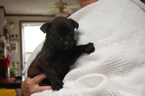Sadie 1