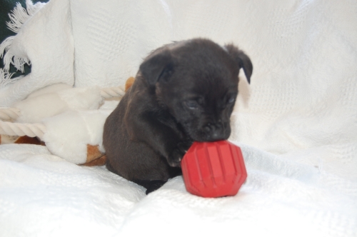 Sadie 3