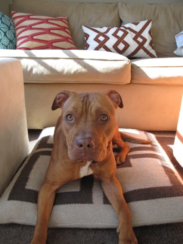 Wilma, an adopted Pit Bull Terrier Mix in Chicago, IL_image-1