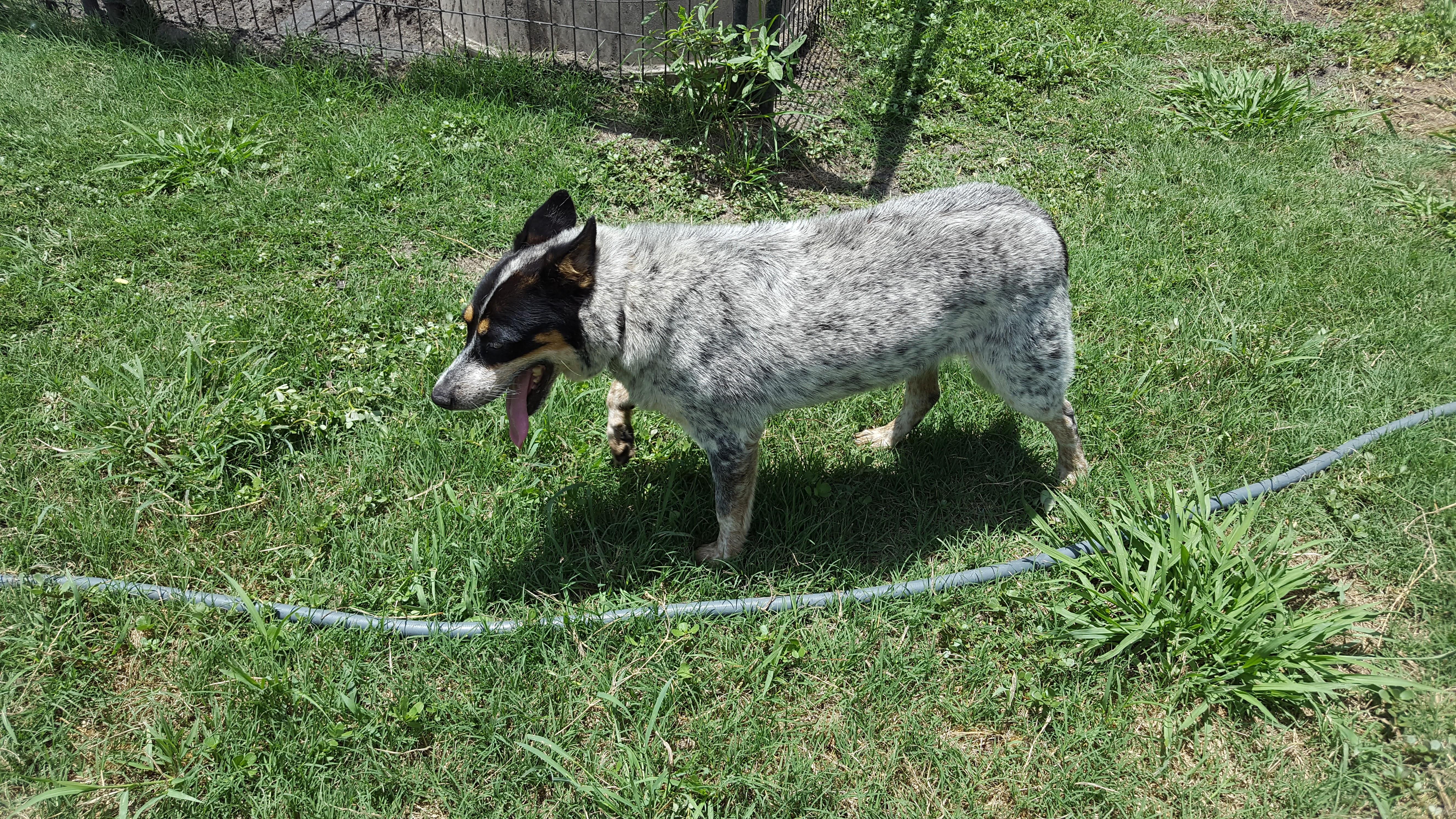 Casey (alpha female senior, special needs- age 14), an adoptable Australian Cattle Dog / Blue Heeler in Kaufman, TX, 75142 | Photo Image 2