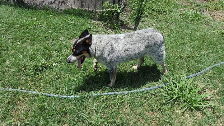 Casey (alpha female senior, special needs- age 14), an adoptable Australian Cattle Dog / Blue Heeler Mix in Kaufman, TX_image-2