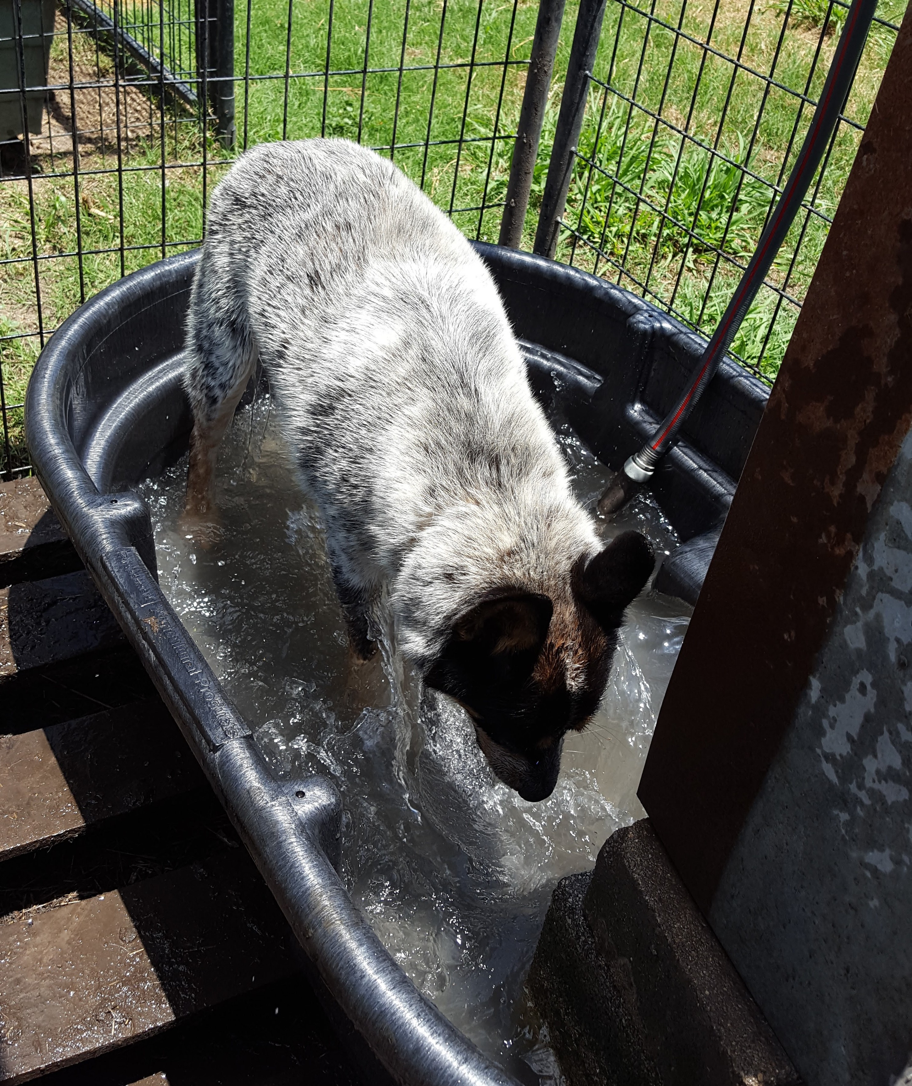 Casey (alpha female senior, special needs- age 14), an adoptable Australian Cattle Dog / Blue Heeler in Kaufman, TX, 75142 | Photo Image 3