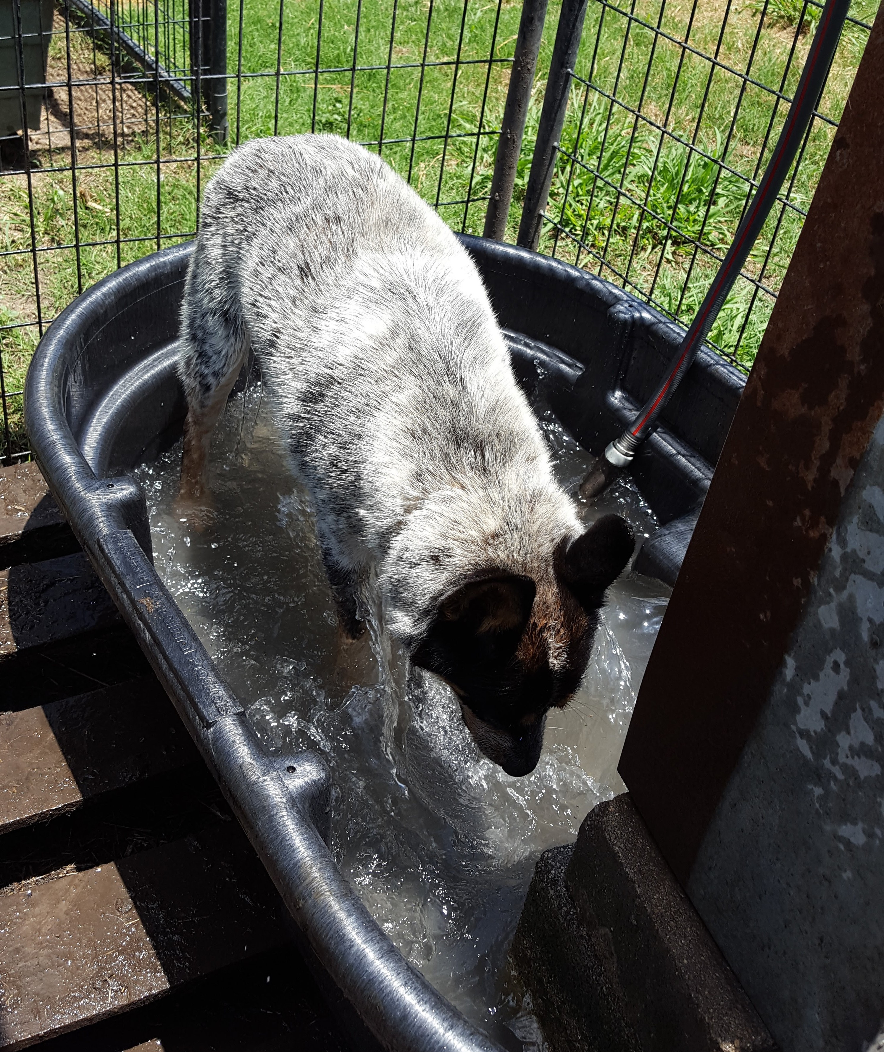 Casey, an adoptable Australian Cattle Dog / Blue Heeler in Kaufman, TX, 75142 | Photo Image 2